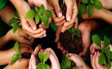 हरियाली का महाकुंभ कल: मेरठ में लगेंगे 30.83 लाख पौधे